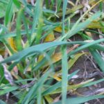 close up of wheat in field with rust spores