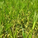 stripe rust in a field of barley