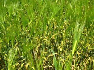 stripe rust in a field of barley