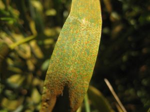 close up of barley leaf infected with stripe rust