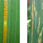 close up of two wheat leaves, one with live rust spores, one with necrotic strips