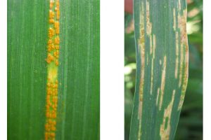 close up of two wheat leaves, one with live rust spores, one with necrotic strips