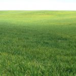 winter wheat field with signs of stripe rust infection