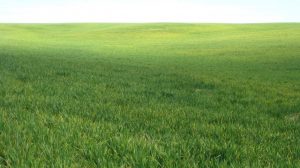 winter wheat field with signs of stripe rust infection