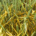 A group of wheat plants, heavily infected with stripe rust