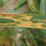 Close up of wheat leaf showing necrotic stripes due to stripe rust