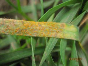 active stripe rust