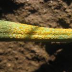 Stripe rust in a breeding nursery in Central Ferry, WA