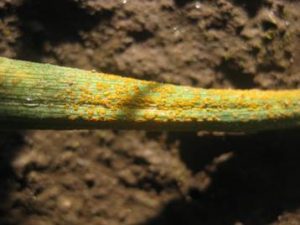 Stripe rust in a breeding nursery in Central Ferry, WA