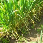 Stripe rust in an experimental nursery in Walla Walla, WA