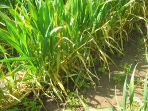 Stripe rust in an experimental nursery in Walla Walla, WA