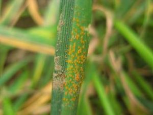 Stripe rust in a wheat field in Hermiston, WA