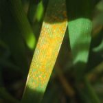 Stripe rust in a commercial field in Horse Heaven Hill, WA