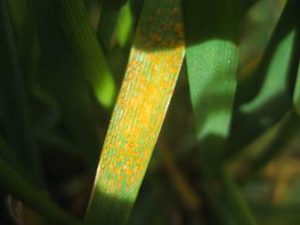 Stripe rust in a commercial field in Horse Heaven Hill, WA