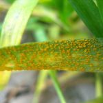 Active stripe rust found in an experimental field in the Palouse region on May 7, 2018