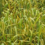 Severe stripe rust