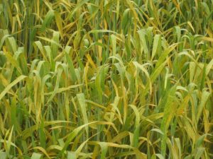 Severe stripe rust