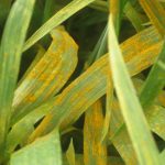 Infected winter wheat plants
