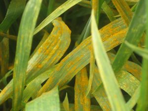 Infected winter wheat plants