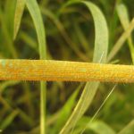 A close-up picture of goat grass leaf