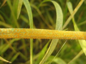 A close-up picture of goat grass leaf