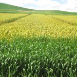 experimental winter wheat field