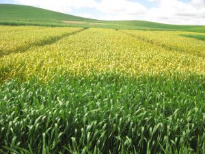 experimental winter wheat field