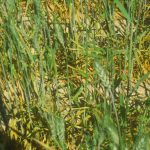 Stripe rust of natural infection