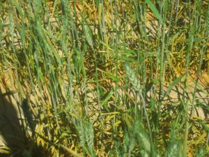 Stripe rust of natural infection