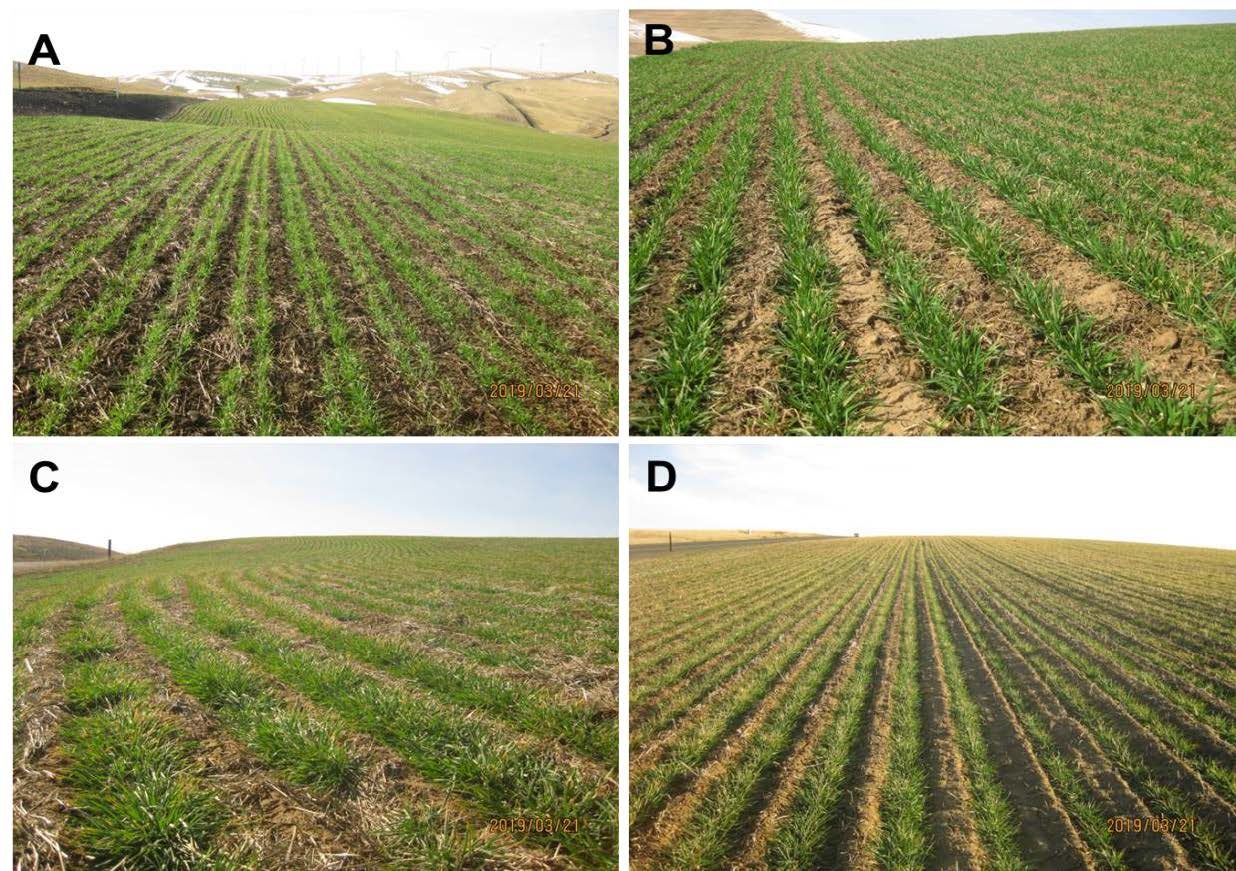 Wheat fields in Columbia (A), Walla Walla (B), Benton (C), and Grant (D) counties of Washington State, March 22, 2019