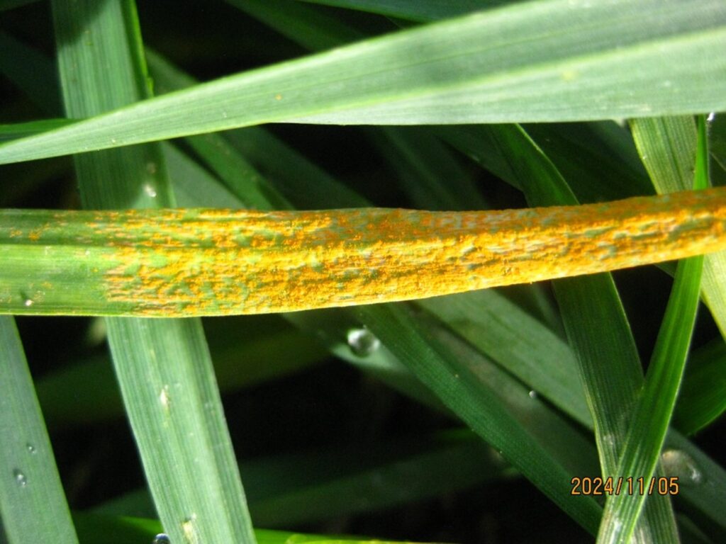 This photo is showing a stripe rust infection of 8 on a wheat leaf. Where the rust is covering the leaf with no necrosis present. The date on this photo is 11/05/2024