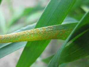 This plant is experiencing stripe rust level of 8 where it does not show any necrosis around the rust spores