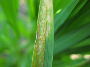 Wheat leaf with sever rust infection
