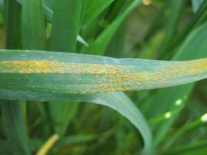 Wheat leaf with streaking lines of stripe rust