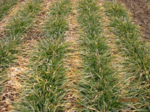 Image showing winter wheat plants without stripe rust