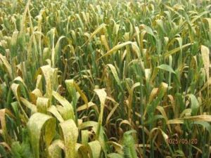 This picture shows a field that is very infected with stripe rust. The leaves are mostly orange