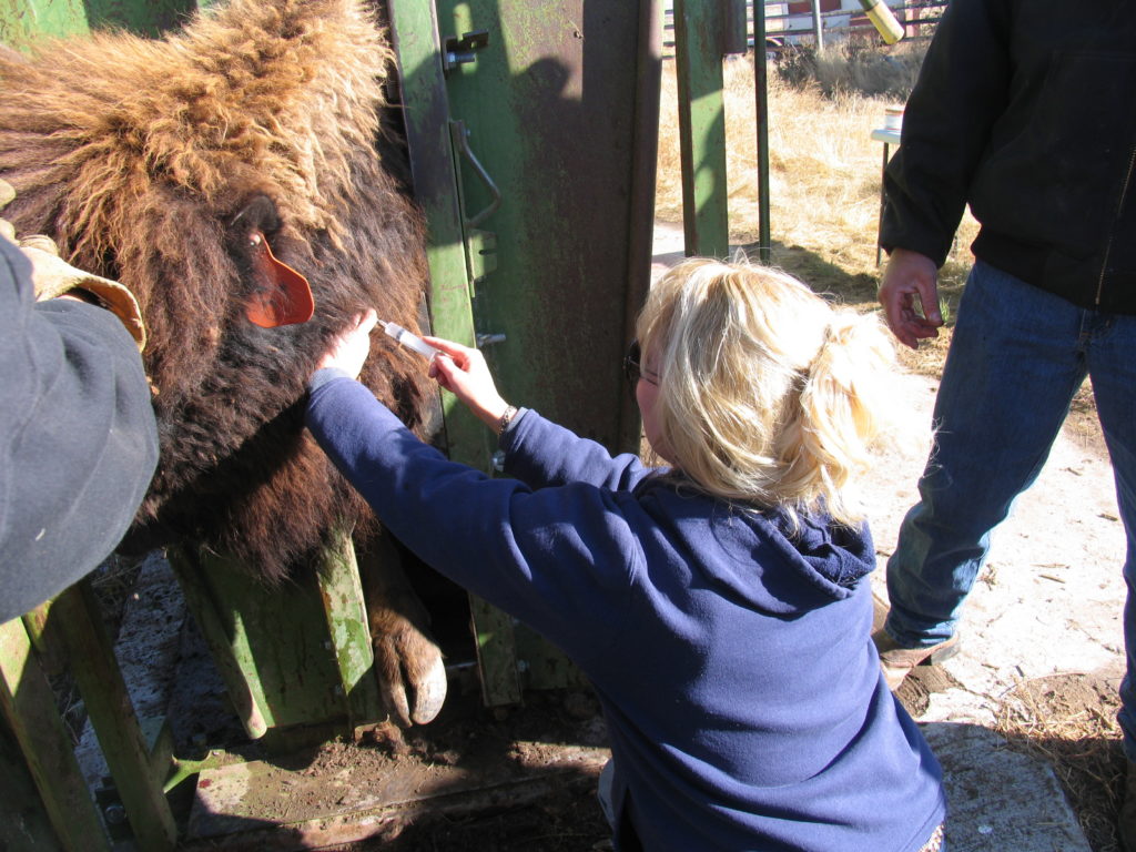 Woman vacinating buffalo in stantion