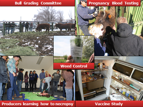 Powerpoint slide of weed control class, bull grading, buffalo pregnancy blood testing, producers learning how ot necrospy, vaccine study refrigerator with medical supplies..