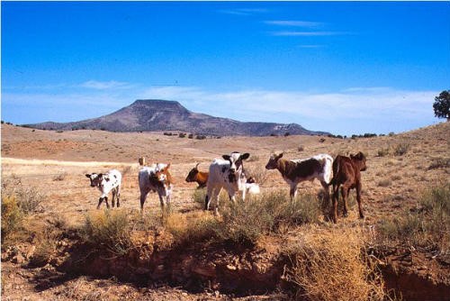 Cattle standing in a dryland field in New Mexico