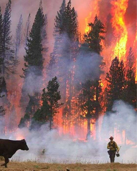 wildfire in a forest with cow and firefighter
