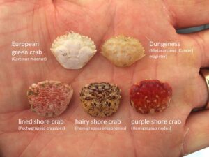 How to identify crabs using their carapace from molts