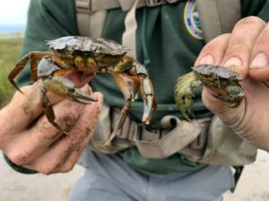 wdfw staffer holding two european green crabs