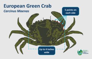Artistic rendering from WDFW of european green crab to show identification features