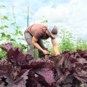 Shiso picking