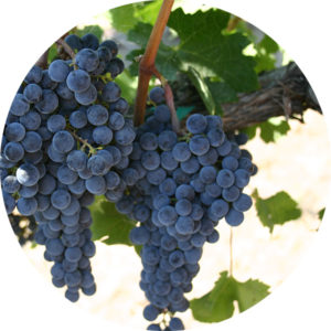 Picture of Pinot noir grape clusters on a grapevine