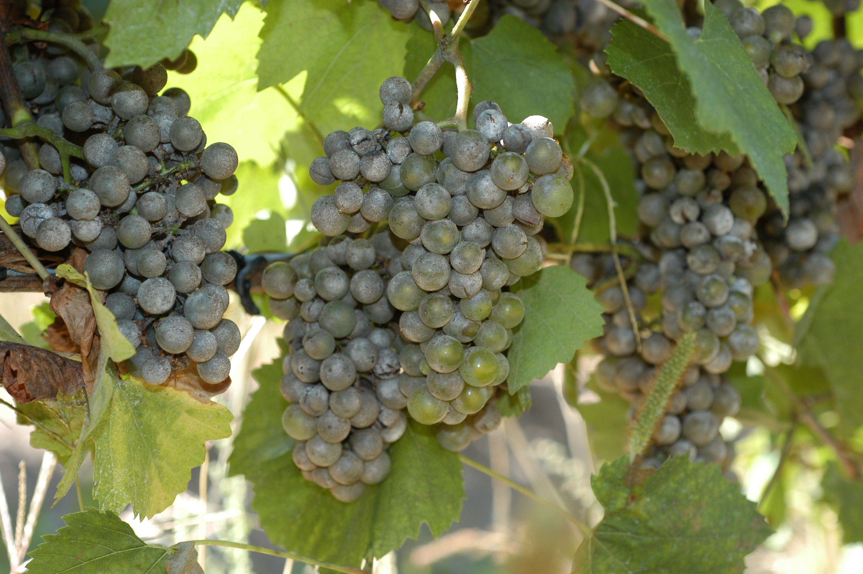 grape powdery mildew