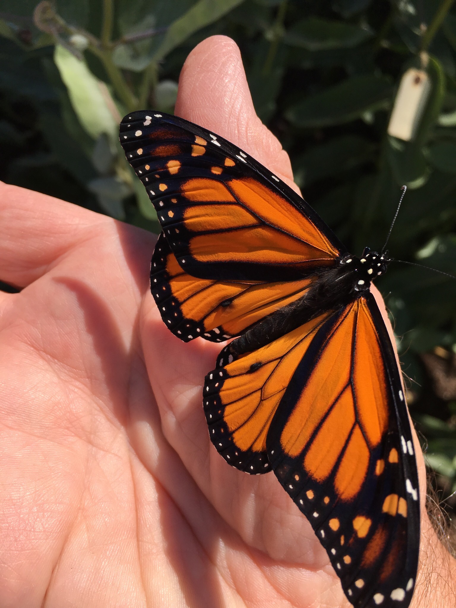 Photo of monarch butterfly in hand