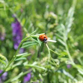 A lady bug on cover crop