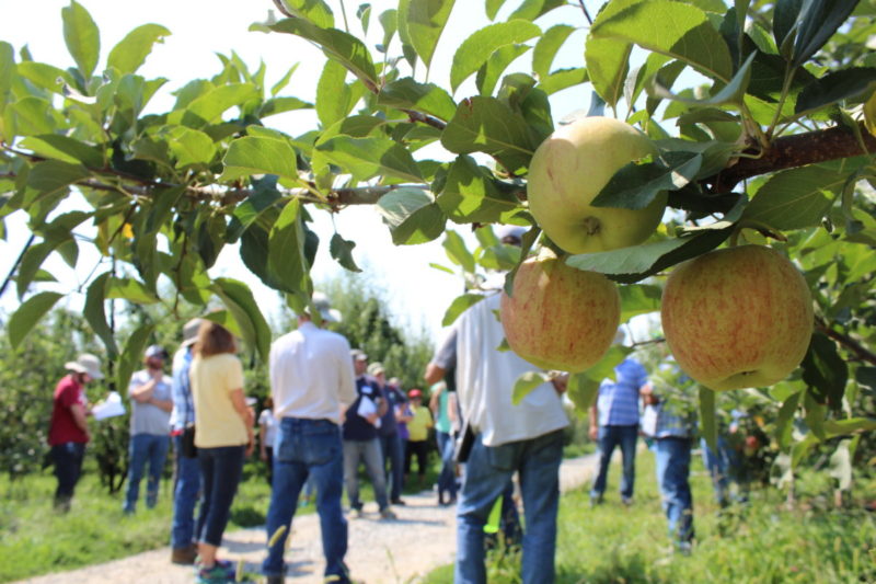 Farm Walk attendees around apple tree