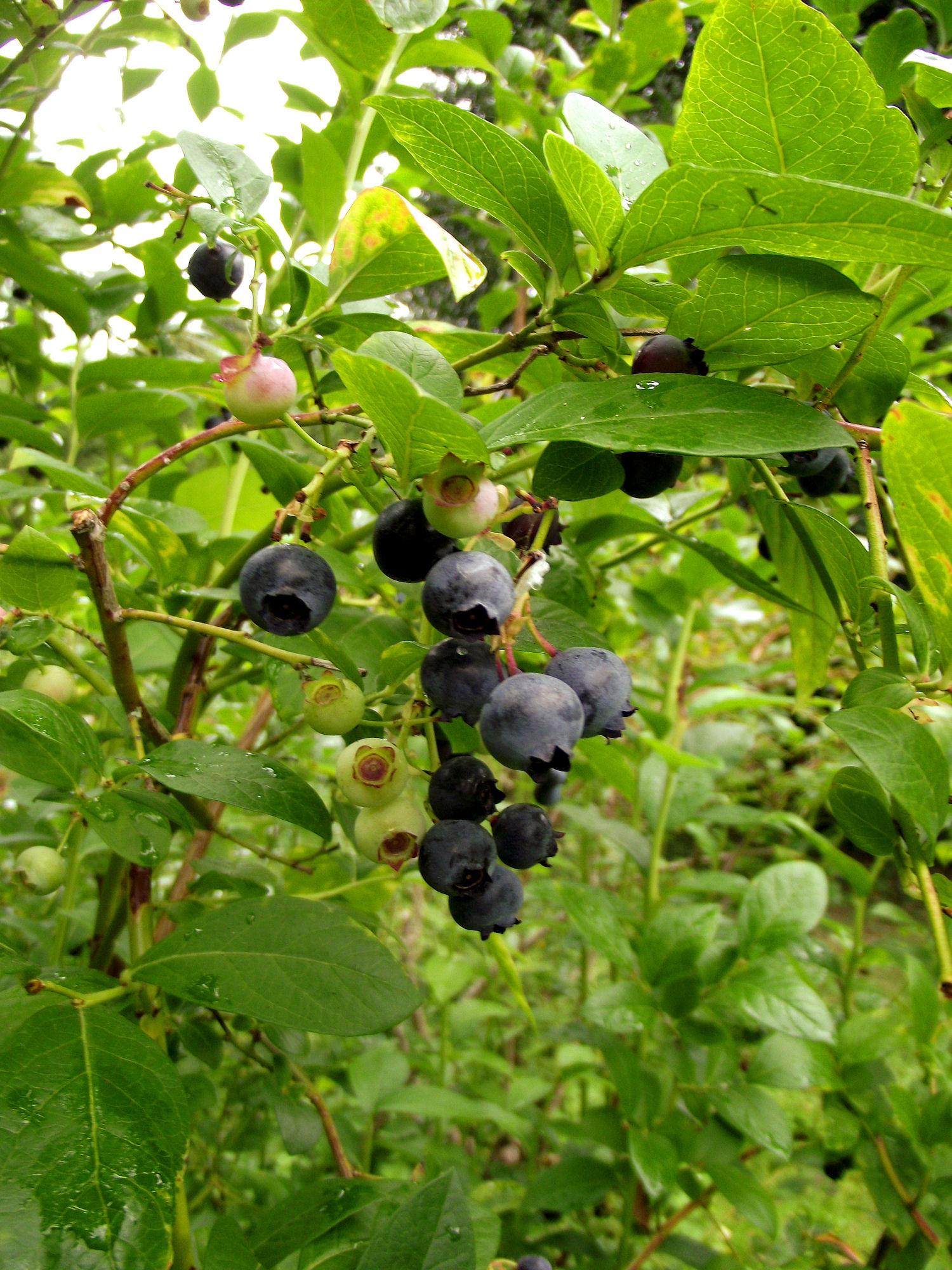 image of blueberries